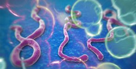 TEXAS BIOMED SCIENTISTS RESEARCHING EBOLA-MALARIA CONNECTION
