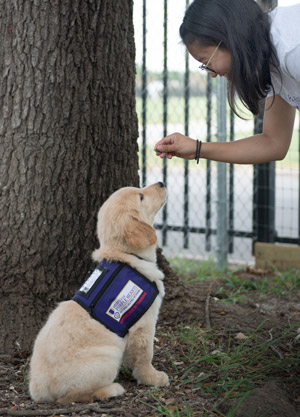 Paws for Purple Hearts training